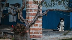 A neighbourhood in Alentejo, Portugal.