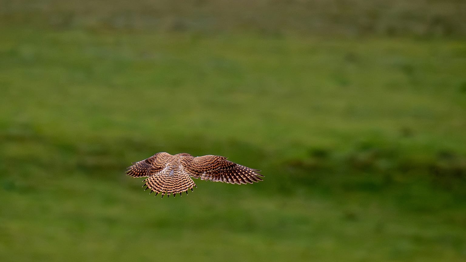 A kestrel flies over countryside near Salisbury, England. The birds are being monitored as a species of conservation concern.