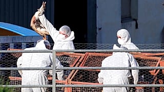 Европейская комиссия объявила о совместной закупке доз предпандемической вакцины против птичьего гриппа.