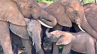 Sur cette photo non datée, une famille d'éléphants d'Afrique réconforte un éléphanteau dans la réserve nationale de Samburu, au Kenya.