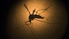 A dengue-lázat is terjesztő aedes aegypti szúnyog mikroszkóp alatt