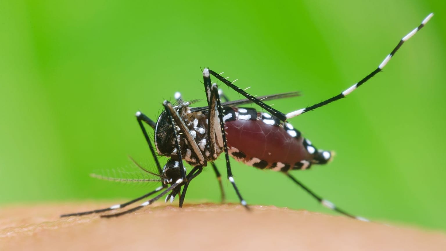 El mosquito tigre transmite el dengue a los humanos al picarnos la piel.
