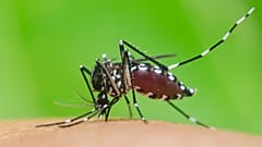 El mosquito tigre transmite el dengue a los humanos al picarnos la piel.