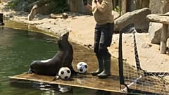 Hilla, leona marina, oráculo de la Eurocopa 2024