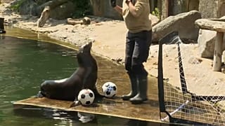 Hilla, leona marina, oráculo de la Eurocopa 2024