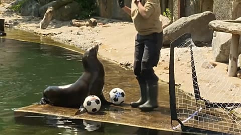Hilla, leona marina, oráculo de la Eurocopa 2024