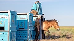 Suelta de los caballos de Przewalski en Kazajstán.
