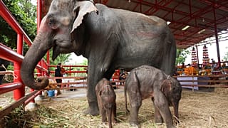 Eine 30-jährige Elefantin hat in der Nacht des 7. Juni in der Stadt Ayutthaya in der Zentralregion Thailands Zwillingsbabys zur Welt gebracht.