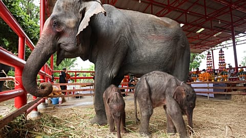 Les naissances d'éléphants jumeaux sont rares et les jumeaux mixtes le sont encore plus. 