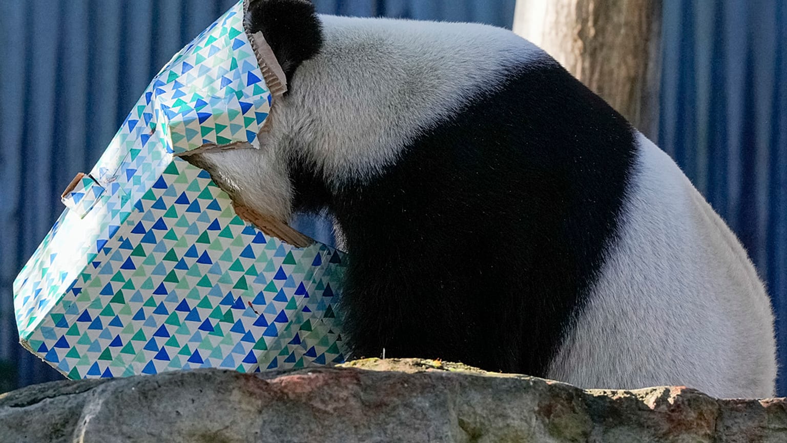Panda chinês no jardim zoológico de Adelaide, na Austrália.