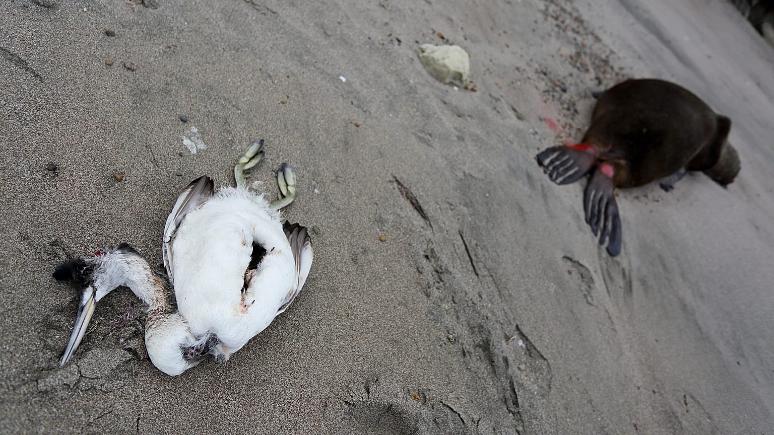 A dead sea bird lays beside a dead sea lion on the beach, 2023.