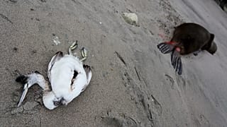 A dead sea bird lays beside a dead sea lion on the beach, 2023.