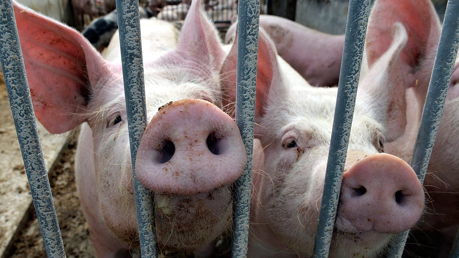 China untersucht Schweinefleischprodukte aus der Europäischen Union.