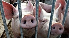 A China está a sondar os produtos de carne de porco provenientes da União Europeia.