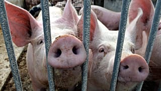 China untersucht Schweinefleischprodukte aus der Europäischen Union.