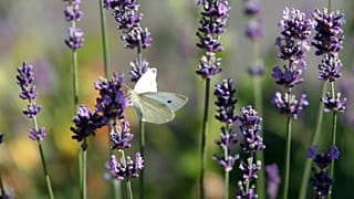 The first-of-its-kind Nature Restoration Law has been approved in Europe after months of backlash.