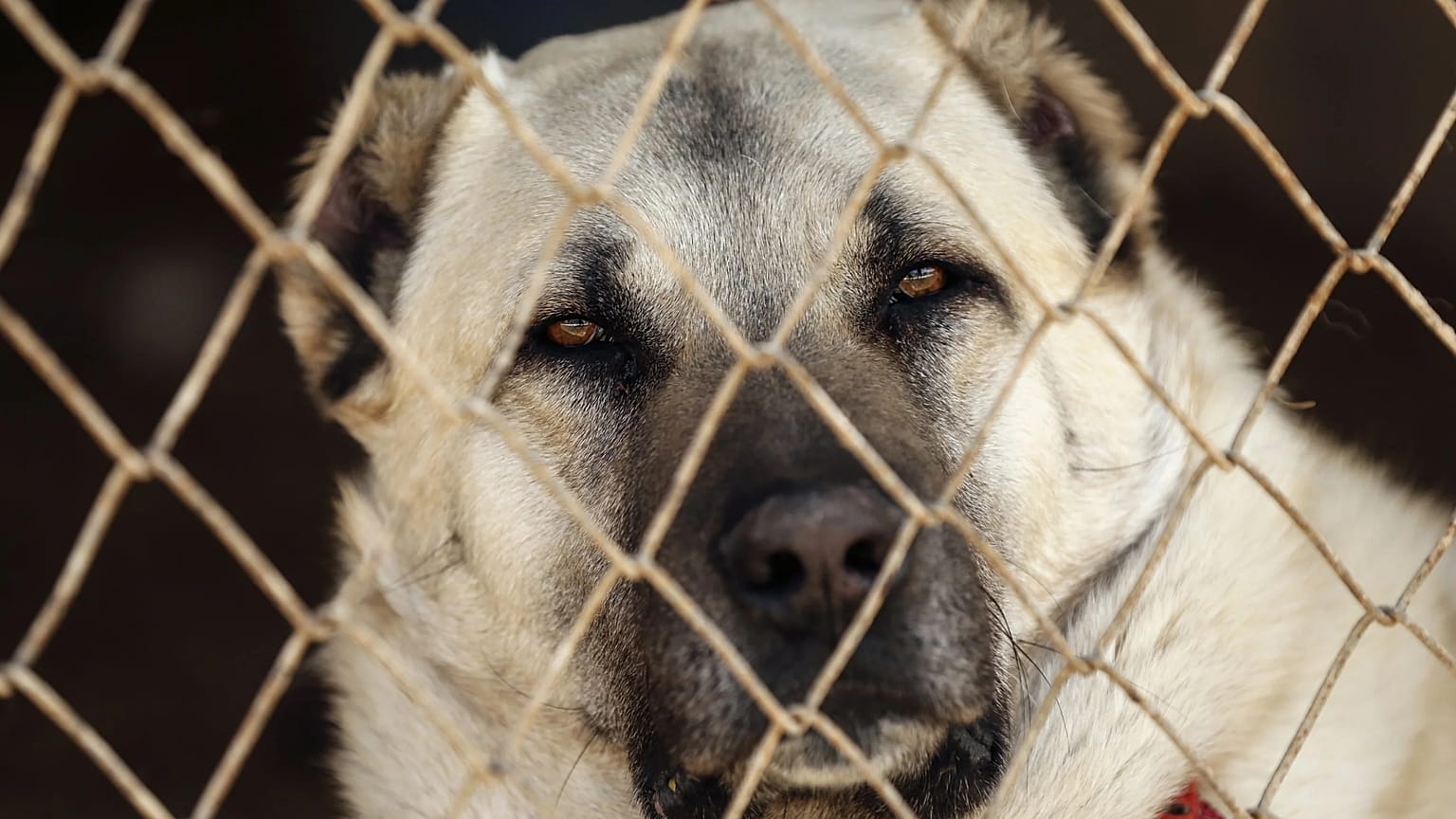 Kangal çoban köpeği