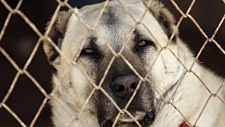 Kangal çoban köpeği