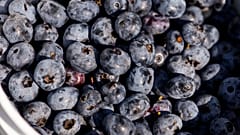 Brighton, Iowa'daki Blueberry Bottom Çiftliği'nde 22 Temmuz 2023 Cumartesi günü bir kova yaban mersini görülüyor. 