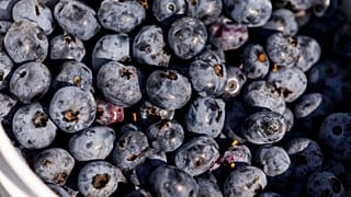 Un cubo de arándanos se ve en Blueberry Bottom Farm en Brighton, Iowa, el sábado 22 de julio de 2023. 
