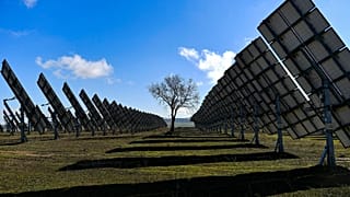 Un árbol rodeado de paneles solares en Los Arcos, provincia de Navarra, norte de España, febrero de 2023.