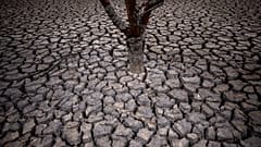 La loi sur la restauration de la nature veut rétablir la biodiversité