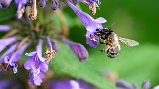 Bees in Berlin, Germany, Thursday, May 23, 2024. 