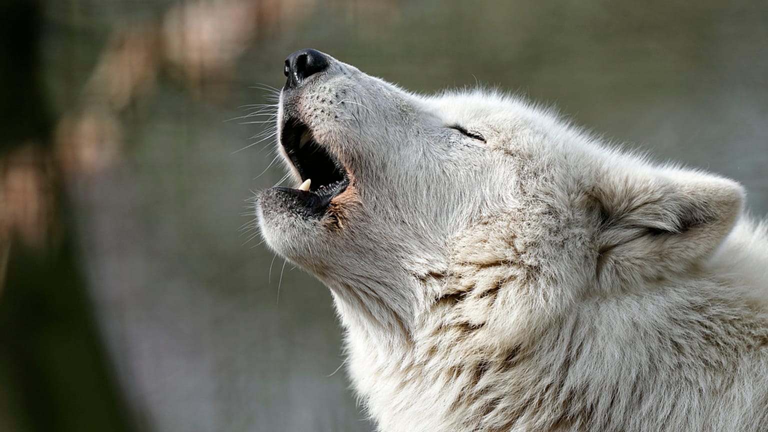 Un lupo bianco artico ulula al sole nello zoo di Duisburg, Germania