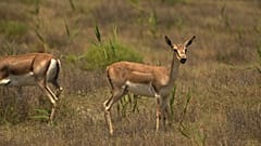 Escapades sauvages : Zoom sur les gazelles à goitre bien-aimées d'Azerbaïdjan