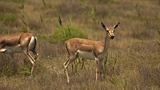 Escapadas a la naturaleza: un vistazo de cerca a las queridas gacelas persas de Azerbaiyán
