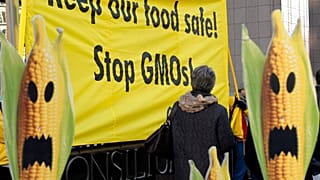 A protest in Brussels, 2008. Although licenced under EU law, public sentiment has led most member states to ban GM crops.