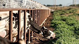 Vacas en un corral en una granja lechera de Pixley, California, el lunes 20 de mayo de 2024.
