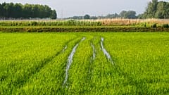 A rice field in Dorno, Italy