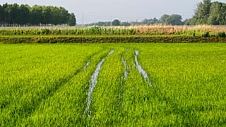 A rice field in Dorno, Italy