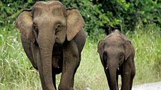 Two pygmy elephants on Borneo. Over 1,000 new species, including the Borneo elephant have been added to the IUCN's 'red list'.