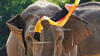 Elefante Bubi prevê vitória da Alemanha contra a Dinamarca no jogo desta sexta-feira