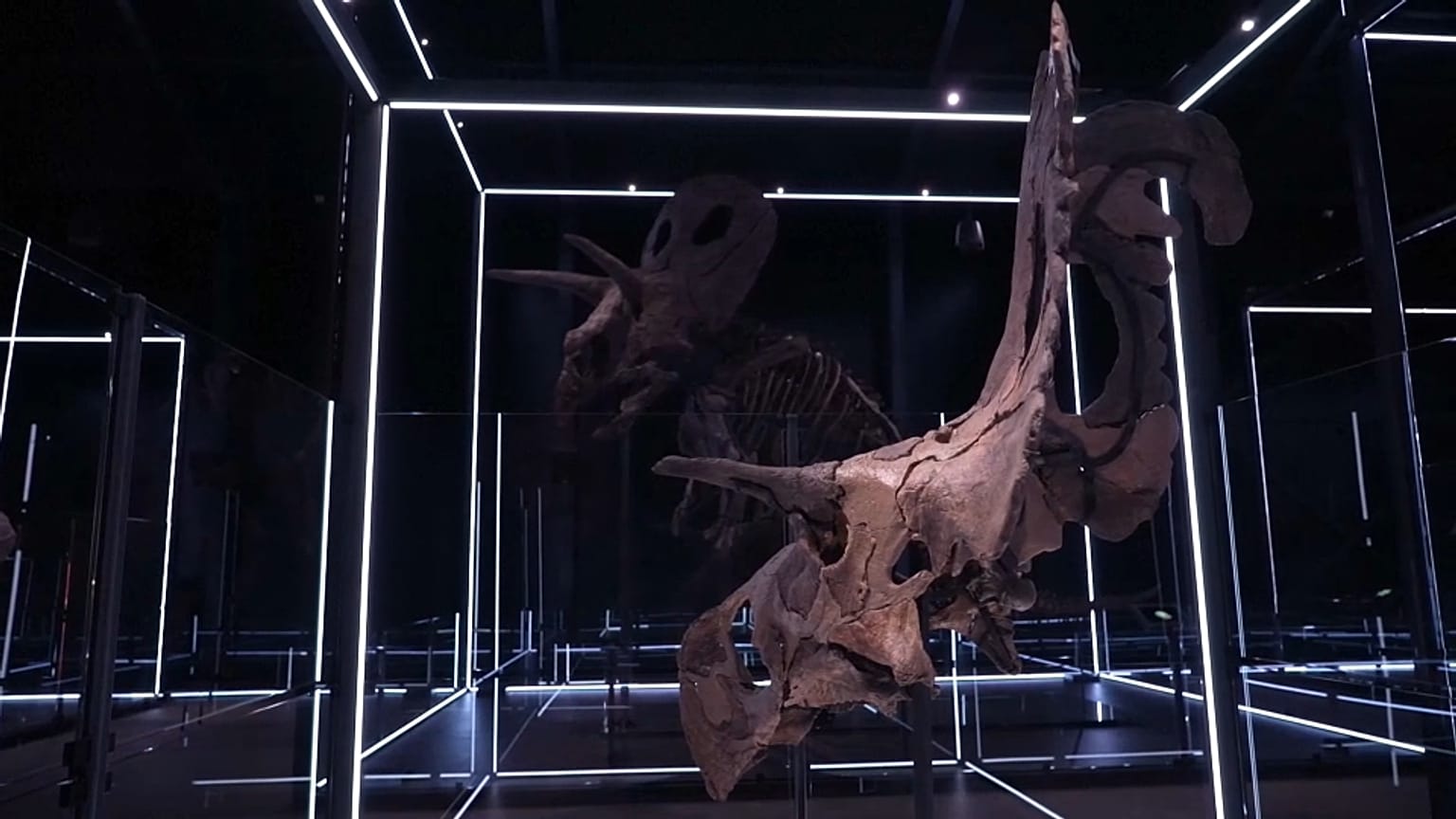 Cráneo del Lokiceratops