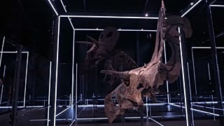 Cráneo del Lokiceratops