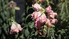 Flores marchitas.
