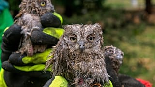 Cовята, спасённые муниципальным работником с упавшего дерева после мощного шторма в столице Черногории Подгорице, 2 июля 2024 г.
