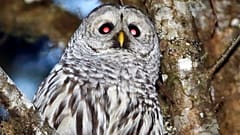 Archivo: Un búho barrado en el bosque a las afueras de Philomath, Oregón, en diciembre de 2017.