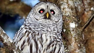 Um den gefährdeten Fleckenkauz vor dem Aussterben zu bewahren, wollen US-Wildtierbehörden fast eine halbe Million Sperbereulen töten.