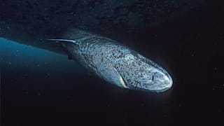 A Greenland shark on the go - could this species be the key to beating heart disease in humans?