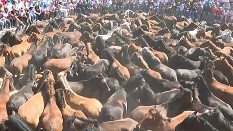 Das Festival Rapa das bestas in Sabucedo zieht jedes Jahr mehr Besucher an