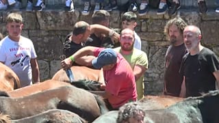 El festival Rapa das bestas de Sabucedo atrae cada año a más visitantes