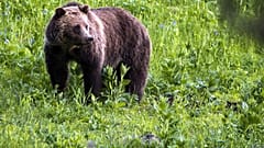 un oso salvaje