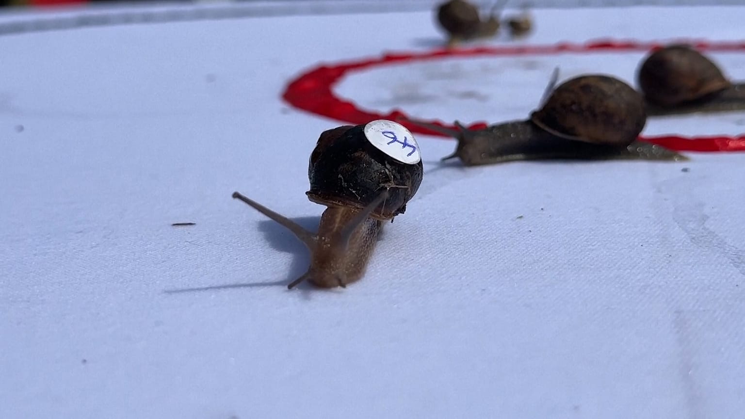 Snails racing