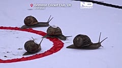 Jeff, el caracol ganador.