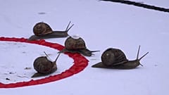  Die Weltmeisterschaften im Schneckenrennen sind eröffnet.