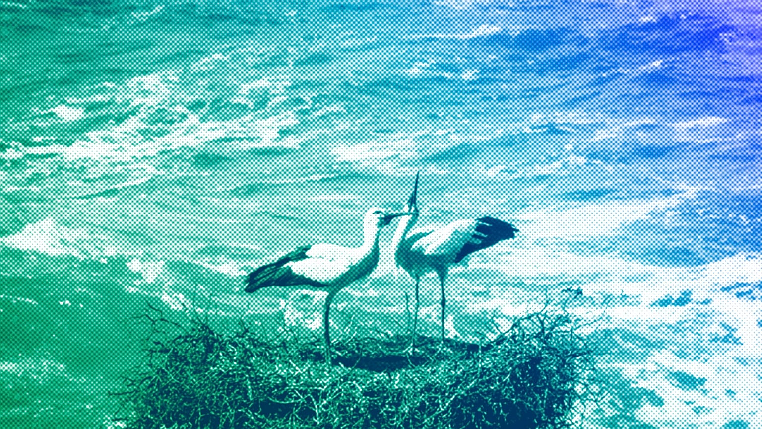 Two storks sit in their nest in the cliffs high above the Atlantic Ocean in Cabo Sardao, March 2024